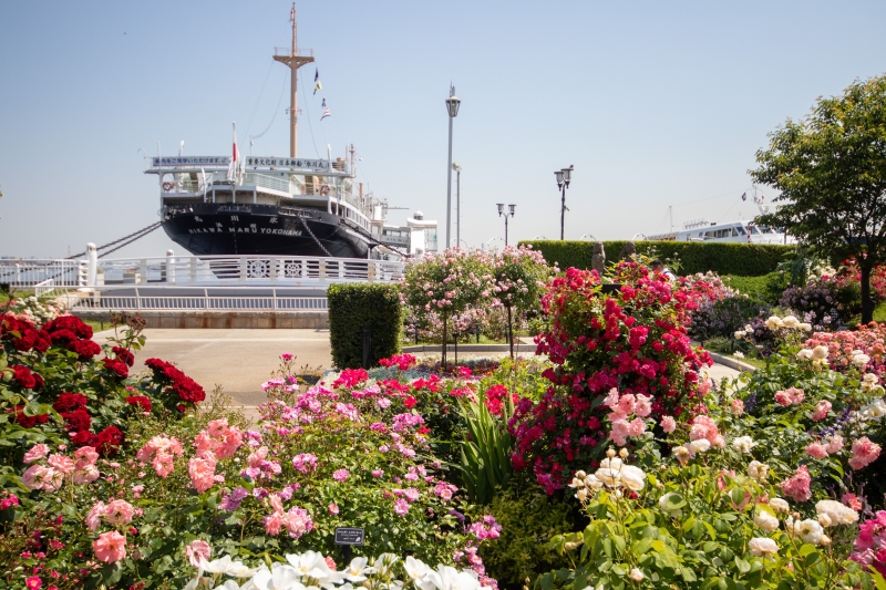 Reportaje especial sobre lugares con flores famosas en Yokohama