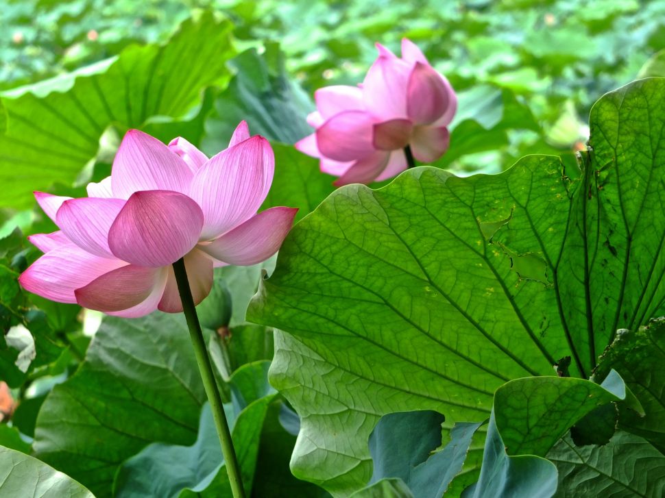 Sankeien Garden Early Morning Lotus Viewing 2019