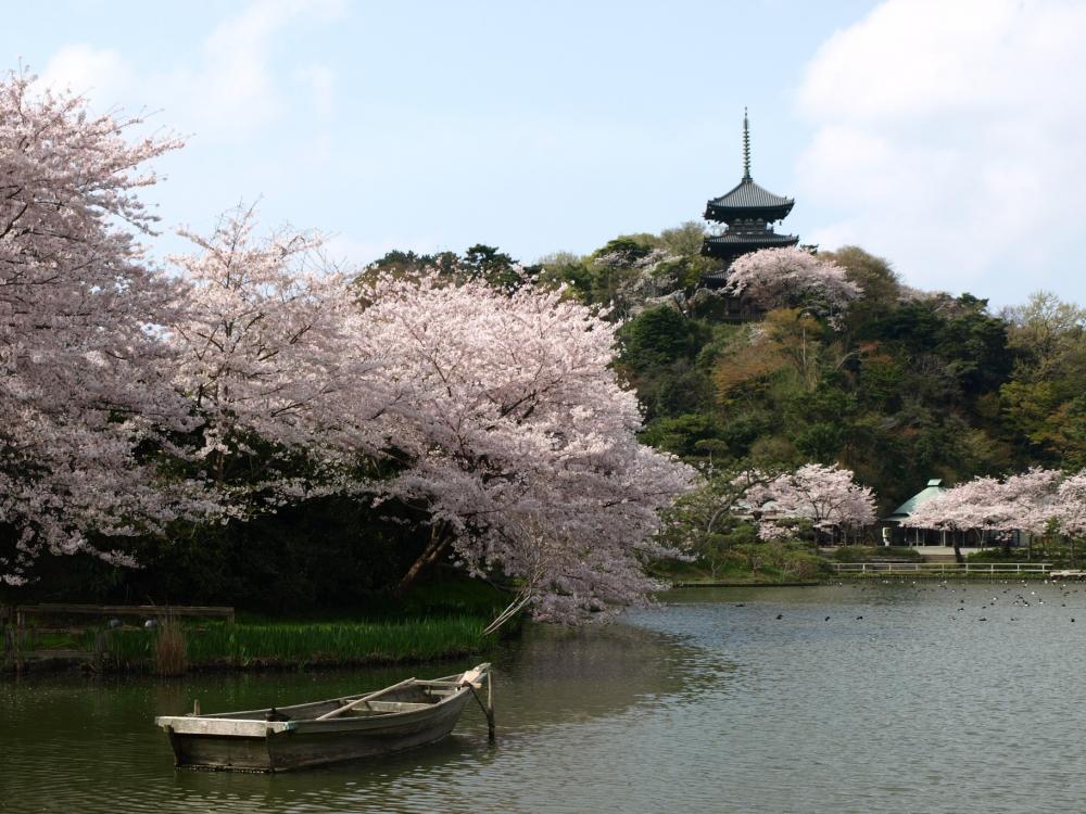 [2024년]요코하마 인기 벚꽃 구경 명소 10선