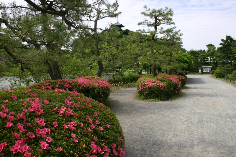 Satsuki azalea (Jardín Sankeien)
