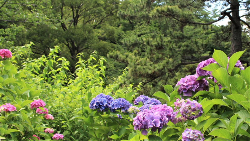 Sankeien Garden