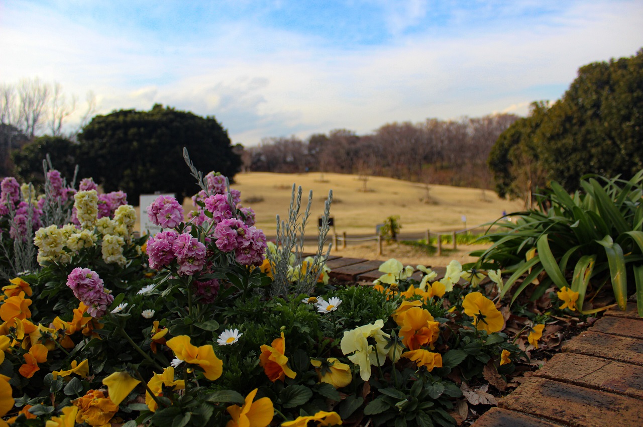 Parque del bosque Negishi