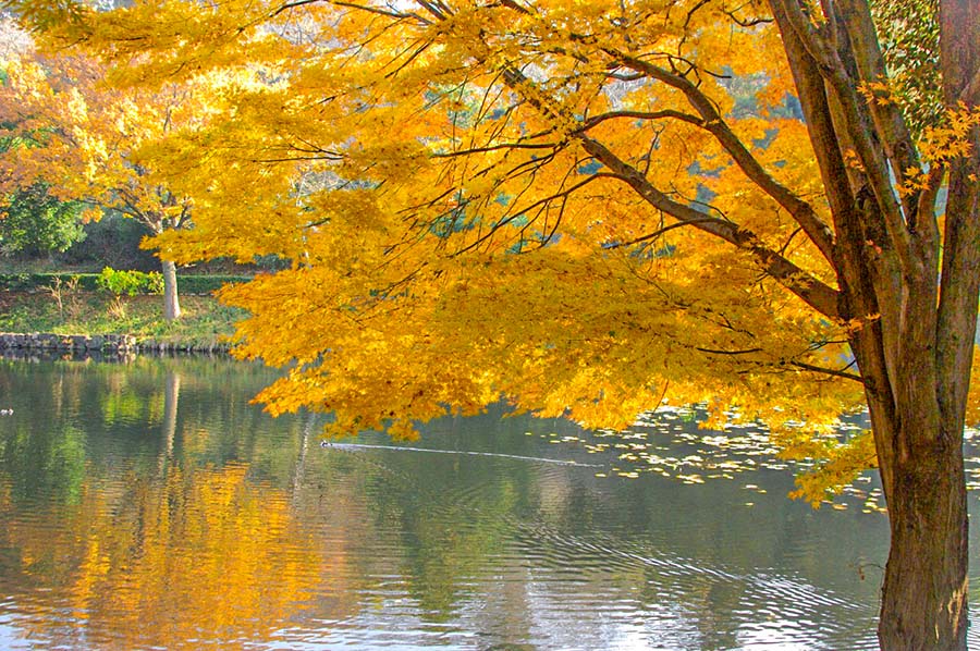 Parc de Mitsuike