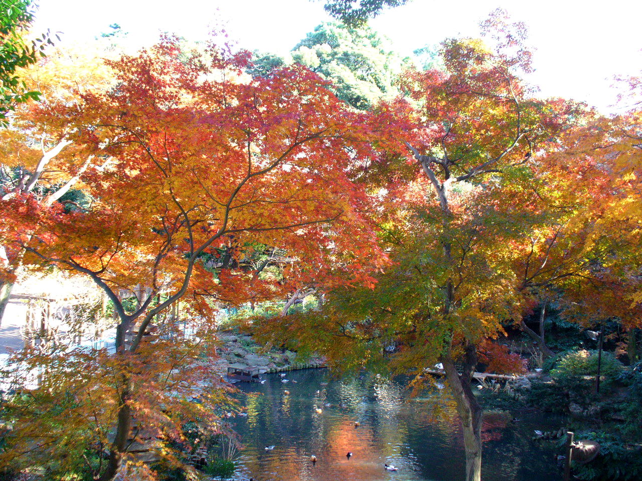 7. 野毛山公园・野毛山动物园