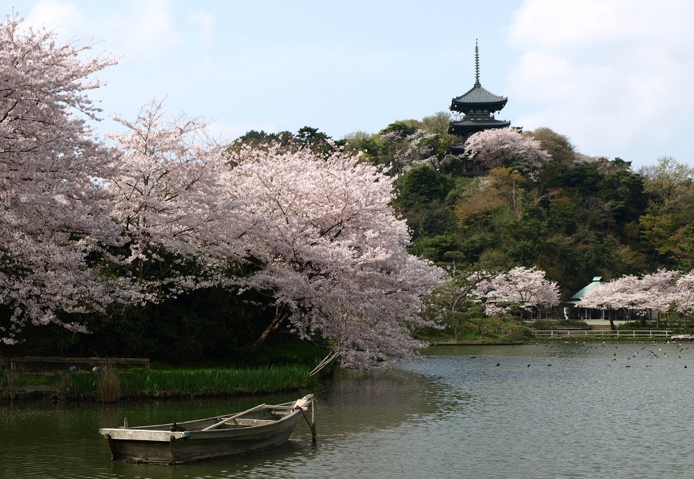 Top 10 des meilleurs sites d&#39;observation de Sakura (fleurs de cerisier) à Yokohama 2024