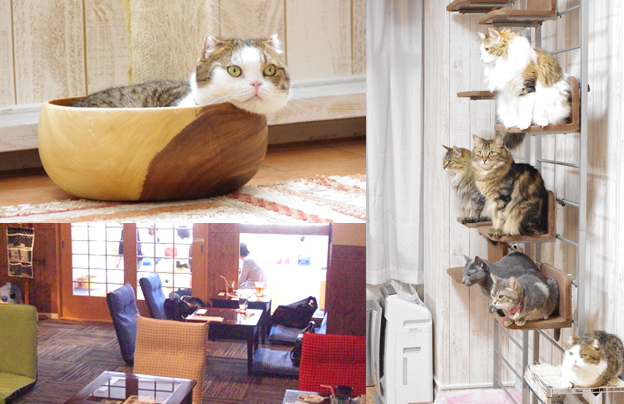 Cat Cafe "NEKO-Cafe Leon"