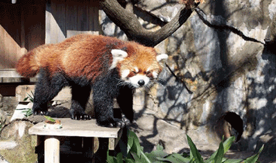 Nogeyama Zoo