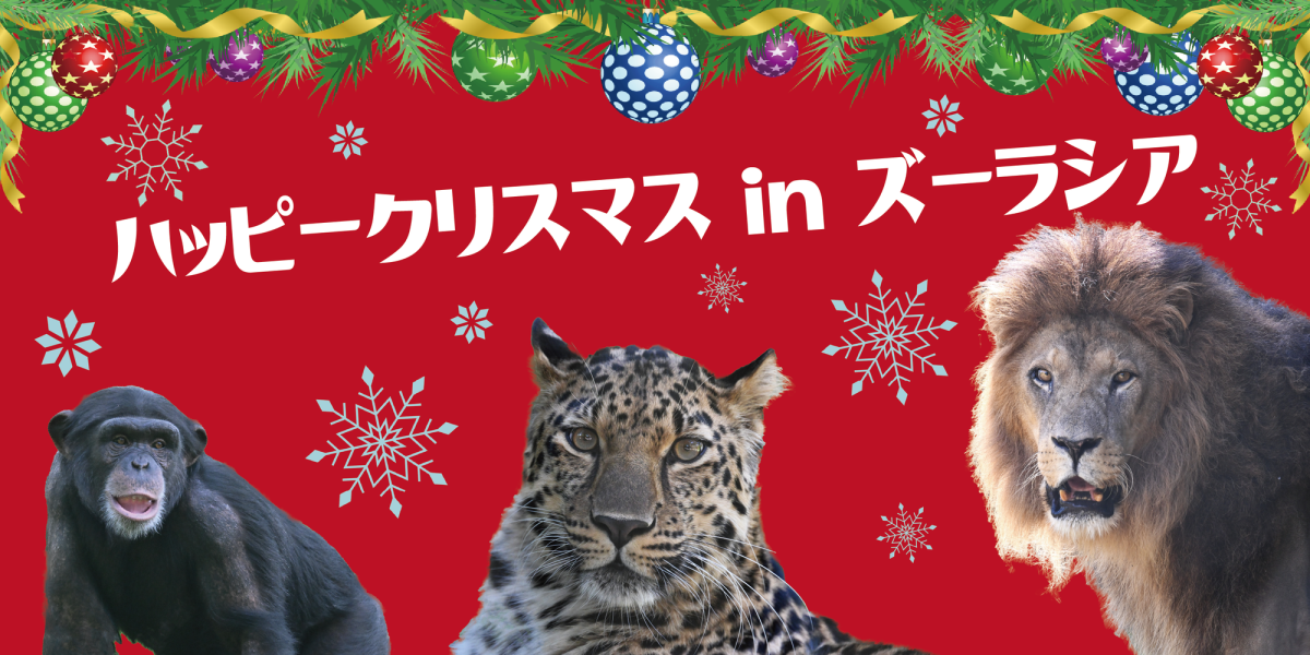 Happy Christmas in ZOORASIA 2024