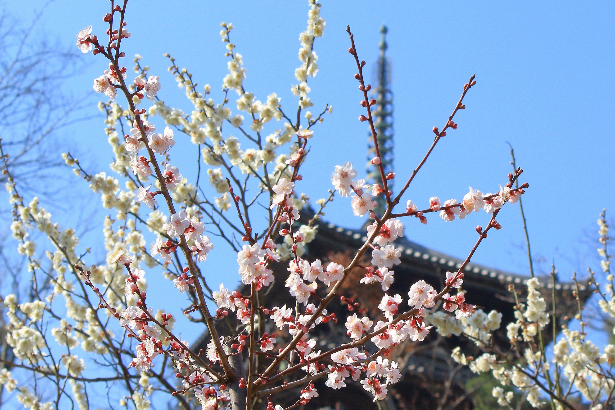 Sankeien Garden Plum blossom viewing (Plum Bonsai Exhibition)
