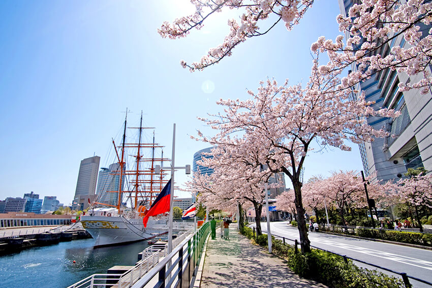 Minato Mirai 21 Sakura Festa (Cherry Blossom Festival) 2023