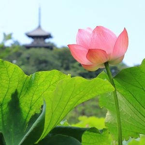Sankeien Garden Early Morning Lotus Viewing 2024