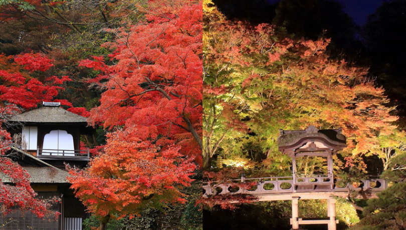 Autumn leaf promenade  and illumination