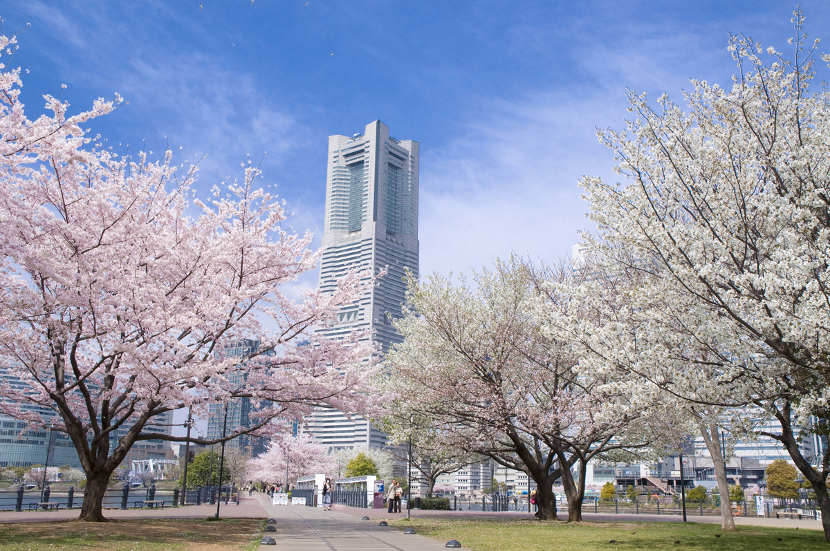 Top 10 Best Cherry Blossoms (Sakura) Viewing Spots in Yokohama, 2019 edition is released!