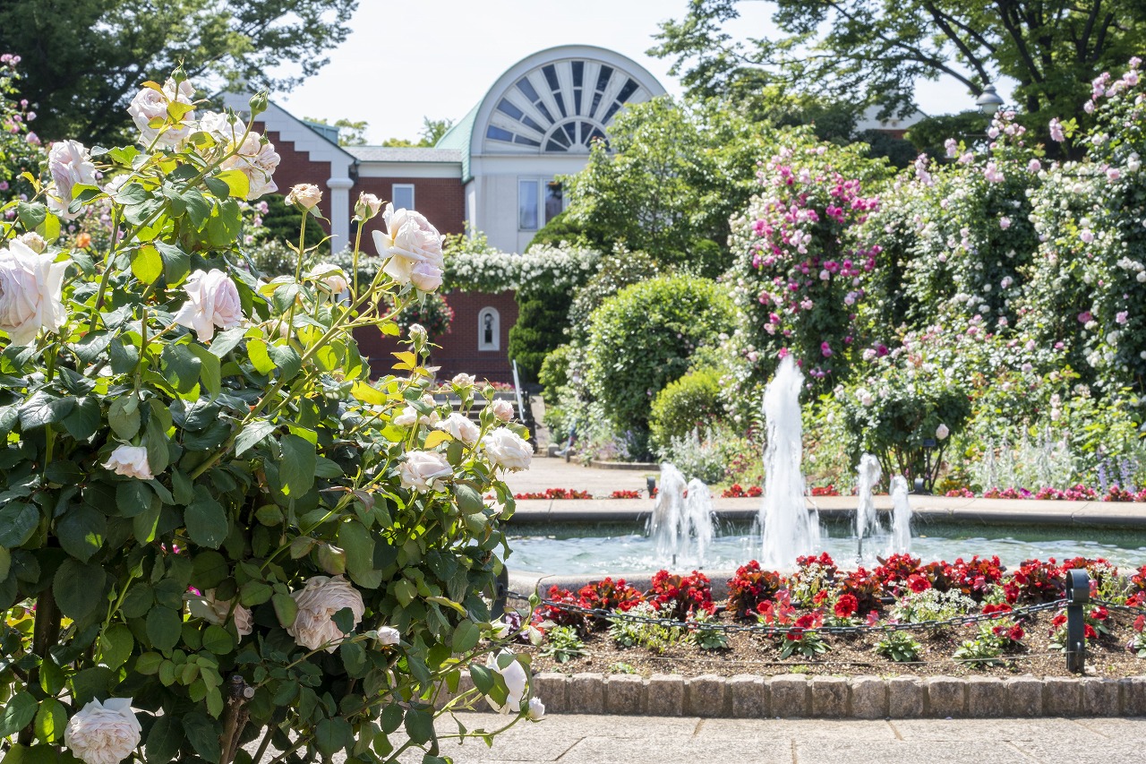 Where to See Roses in Yokohama