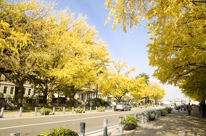 Nihon-odori Avenue