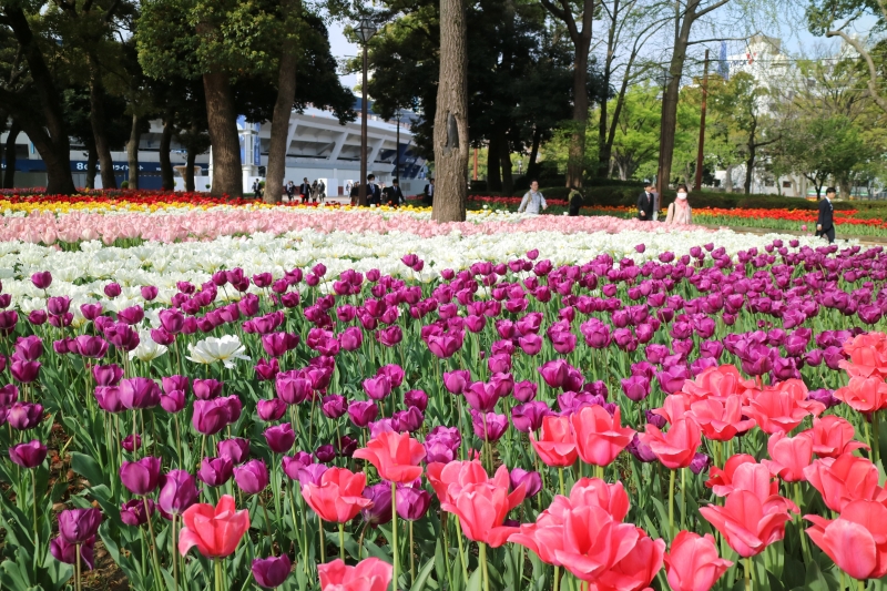 요코하마 공원