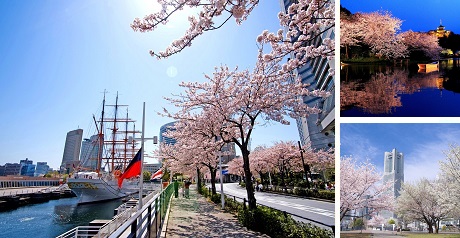 2022　요코하마 인기 벚꽃 구경 명소 10선