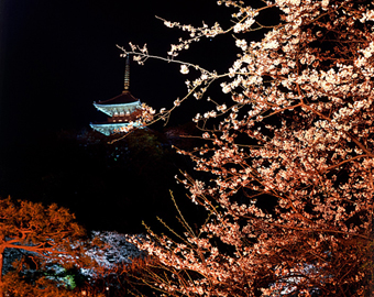 산케이엔(三溪園) 벚꽃감상의 밤
