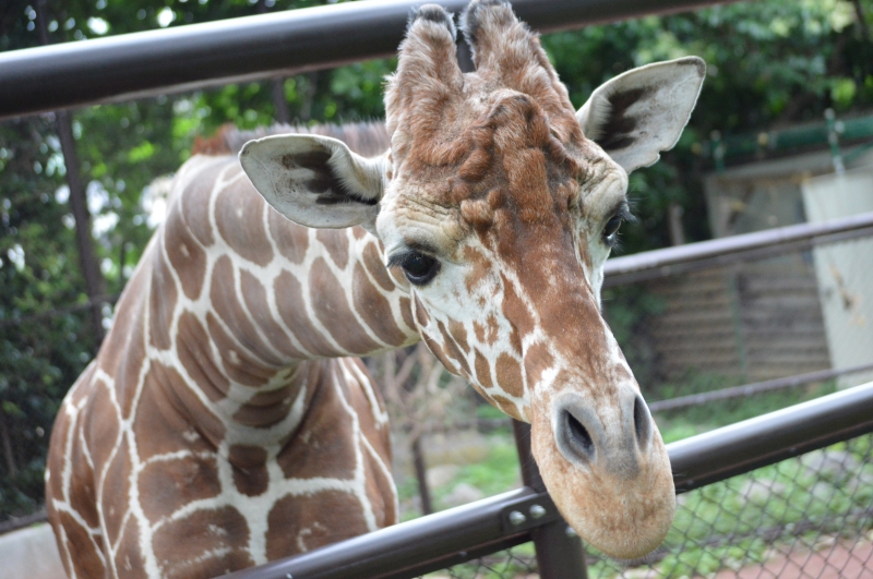 Nogeyama Zoological Gardens
